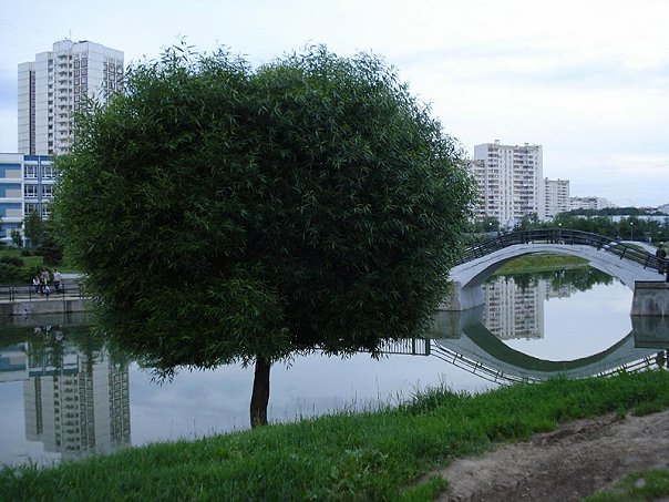 зеленоград, зелек, фото, михайловский пруд, 15, микрорайон