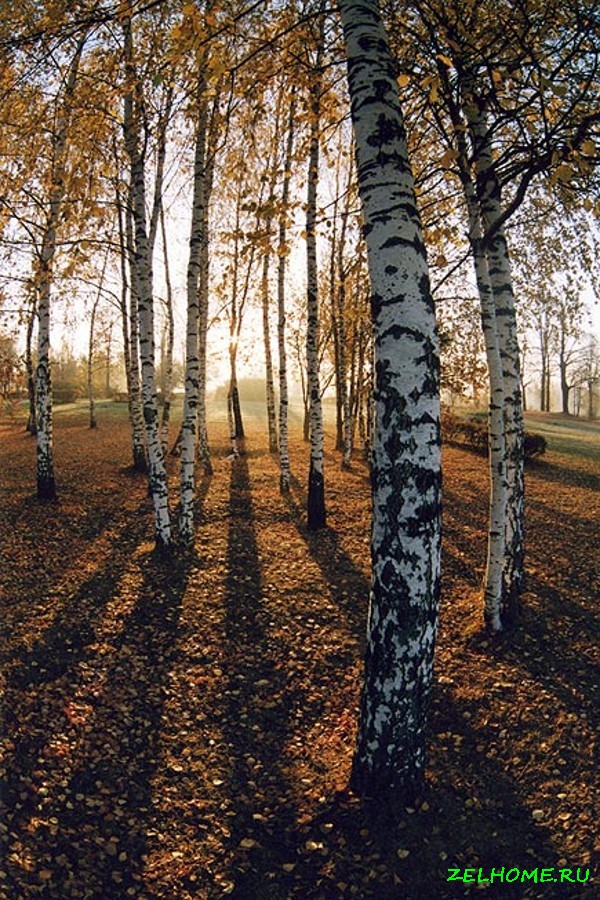 зеленоград фото - Опушка леса у Черного озера