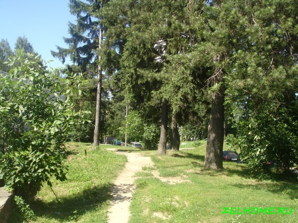 зеленоград фото - Маленький лес прямо во дворе 10 района
