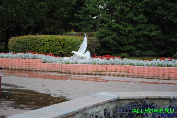 зеленоград фото - Белый голубь в Парке Победы