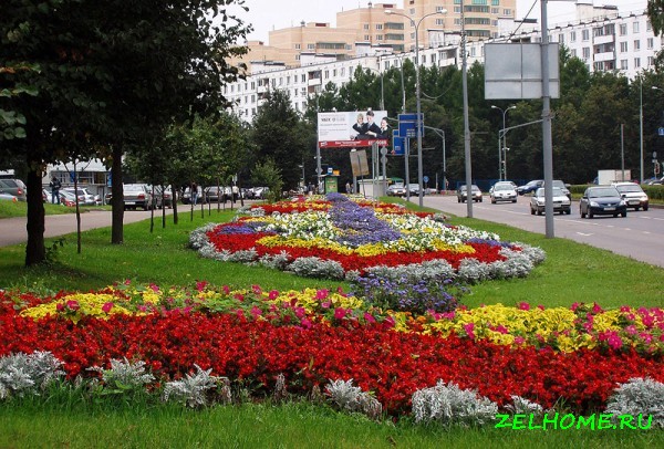 зеленоград фото - Клумбы цветов на Центральном Проспекте