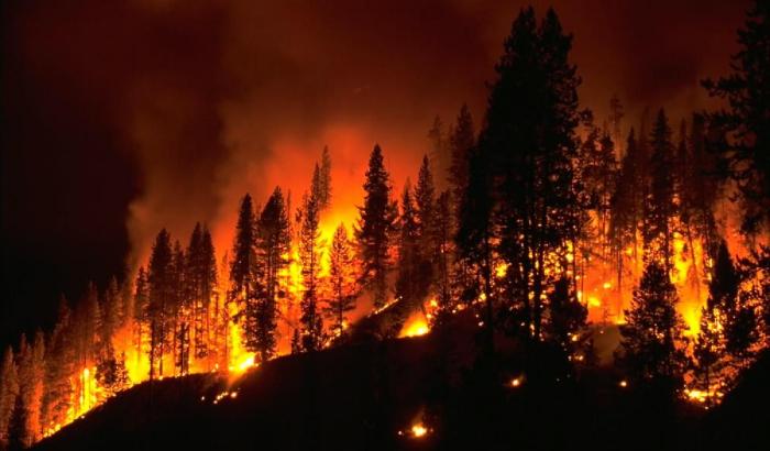 пожар в лесу летом 2010 года