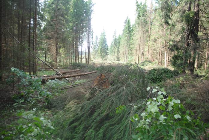 вырубка менделеевского леса