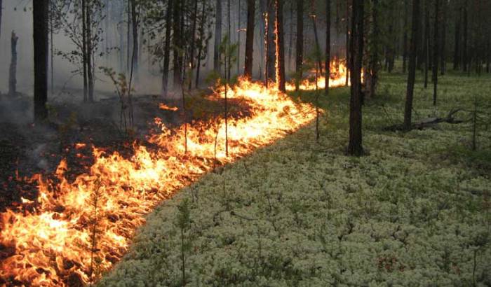 пожары в лесах и на торфяниках